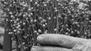 Un bouquet de Capsules