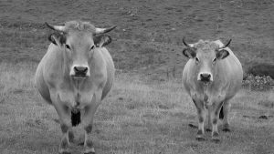 Les Aubrac