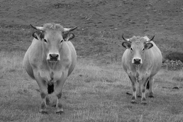 Les Aubrac